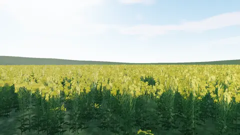 Sarı çiçek açmış kanola tarlası